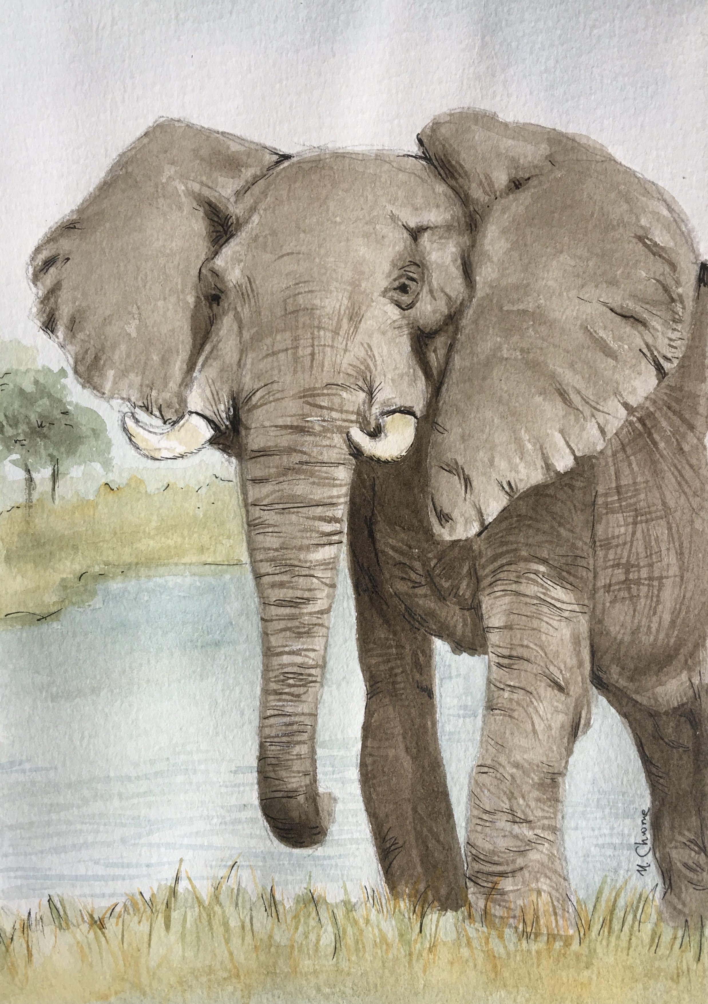 Symbolic Fauna